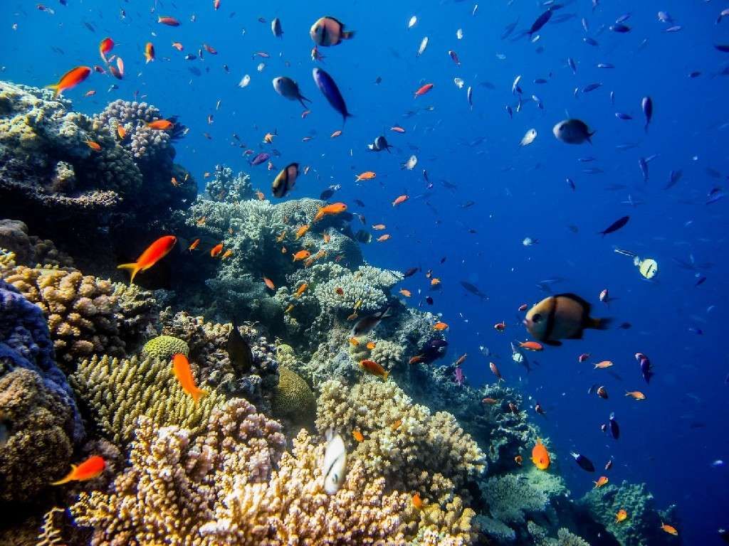 Hari Laut Sedunia